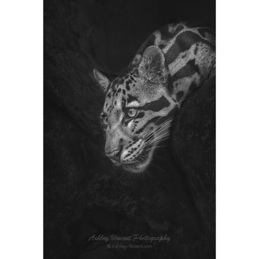 black and white of a Clouded Leopard peering out of a cave by ashley vincent