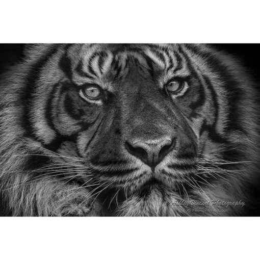 black and white close up on face of a Sumatran Tiger by ashley vincent