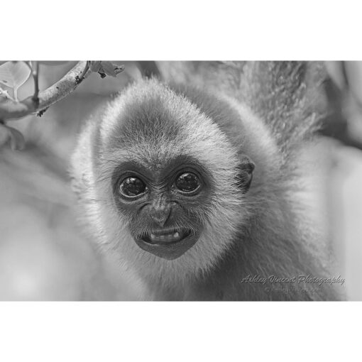 close up of a young lar gibbon apparently smiling at the camera captured by wildlife photographer and digital artist ashley vincent