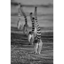 black and white image of a troop of Ring-Tailed Lemurs walking along the ground away from the photographer with their tails held high by ashley vincent