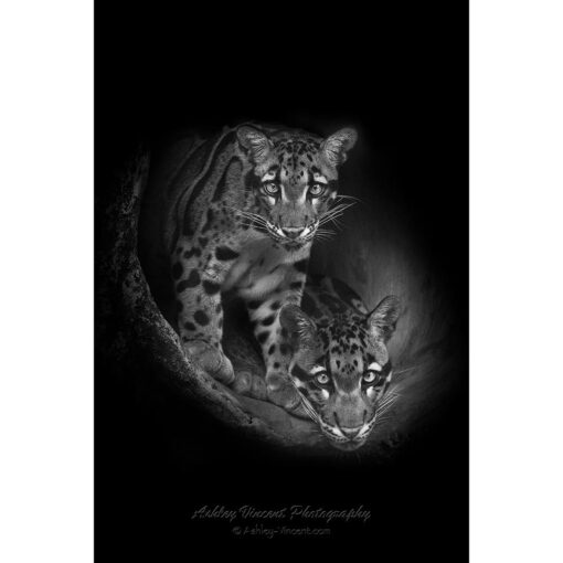 black and white of two Clouded Leopards appearing from darkness by ashley vincent