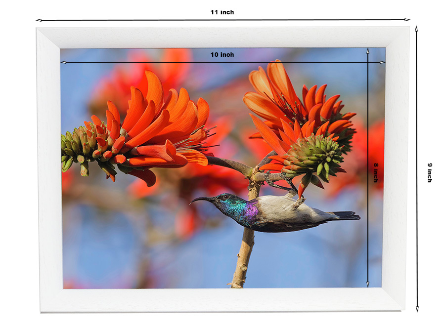 white picture frame example showing a white-bellied sunbird clinging to a bright orange flower