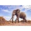 side full body view of the super tusker elephant by the name of Craig in Amboseli National Park in Kenya