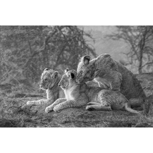 black and white image of three adolescent lion cubs sitting on a rock in pouring rain with one cub biting the neck of another in the Maasai Mara in Kenya