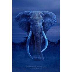 blue monotone image showing front on view of the super tusker elephant by the name of Craig in Amboseli National Park in Kenya