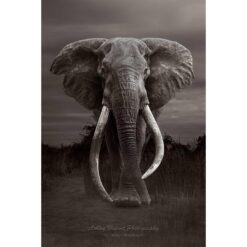brown monotone image showing front on view of the super tusker elephant by the name of Craig in Amboseli National Park in Kenya