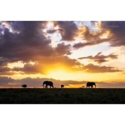 four elephants silhouetted against the setting sun in the Masai Mara National Reserve in Kenya