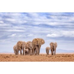 a low angled shot of a herd of elephants walking across the dry lake bed of Amboseli National Park in Kenya