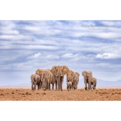 a low angled shot of a herd of elephants being led by the matriarch walking toward the photographer in Amboseli National Park in Kenya