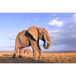 picture of a distant elephant framed between the legs of a closer elephant at sunset in the Masai Mara in Kenya