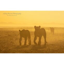 four African lions backlit by hazy golden light of sunrise walking in the direction of the photographer in Amboseli National Park