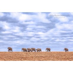 animal-scape of a herd of elephants walking across a dry lakebed in Amboseli National Park set against a large cloud-filled sky