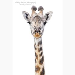 head and neck of a giraffe facing the photographer against a completely white background in the Masai Mara in Kenya