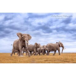 a herd of elephants in Amboseli National Park passing in front of the photographer with one elephant protectively kicking up a little dust