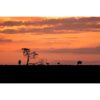 two wildebeest and two antelope with a tree silhouetted against beautiful colours of a Kenyan sunrise in the Masai Mara